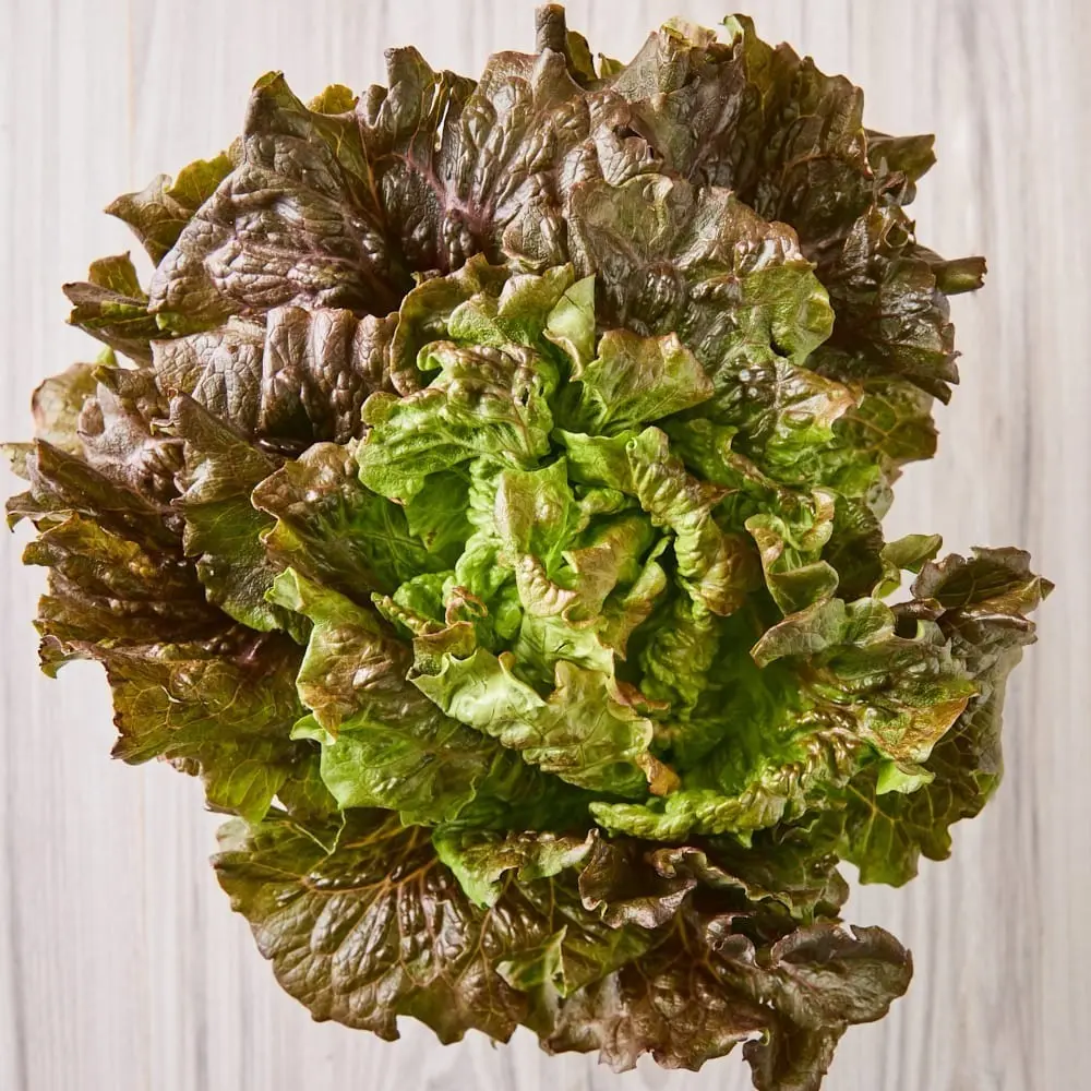 Semillas De Hortaliza Lechuga Variedad Maravilla De Verano