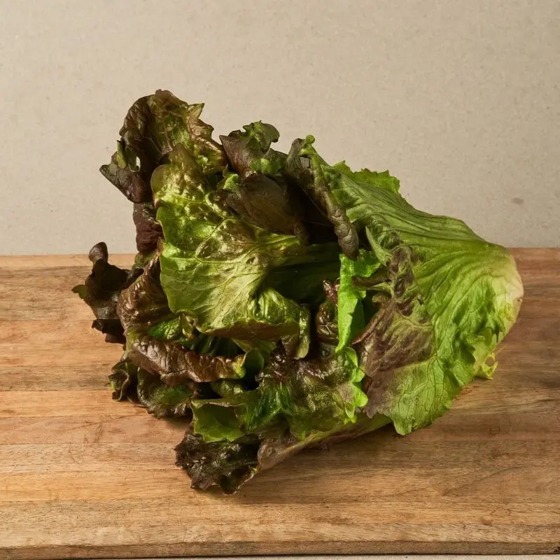 Alternative view of Semillas De Hortaliza Lechuga Variedad Maravilla De Verano