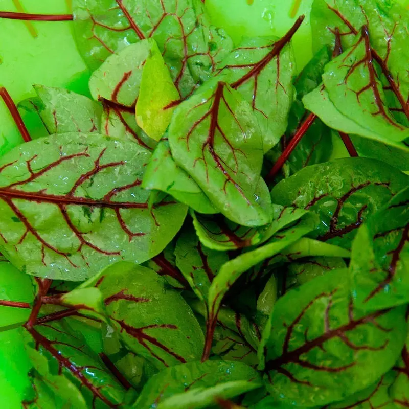 Alternative view of Semillas De Hortaliza Rumex Var. Vena Roja Rumex Sanguineus
