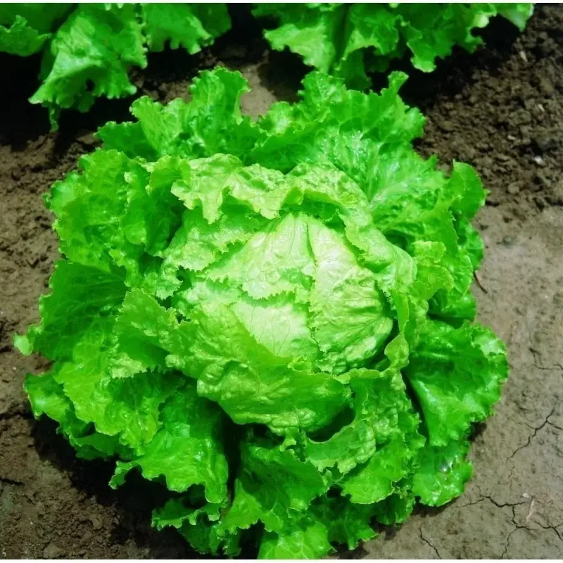 Alternative view of Semillas De Hortalizas Lechuga Var. Batavia Rubia De Paris
