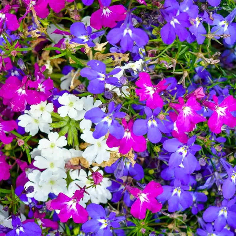 Semillas De Lobelia Decora Tus Espacios Mix De 4 Colores