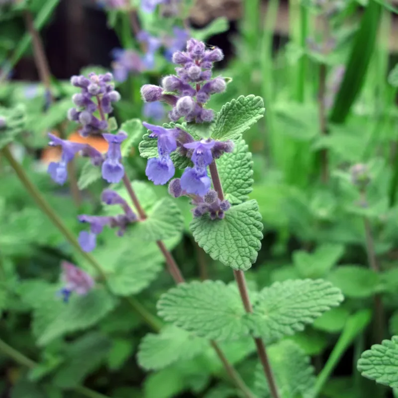 Alternative view of Semillas De Menta Gatera Gatos Catnip Nepeta Cataria