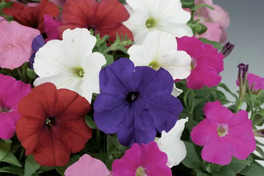 Semillas De Petunia Planta Anual Decorativa Mix De Colores