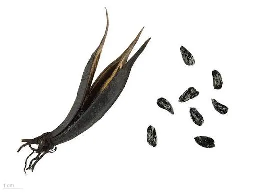 Alternative view of Semillas De Pita Ñocha (phormium Tenax)