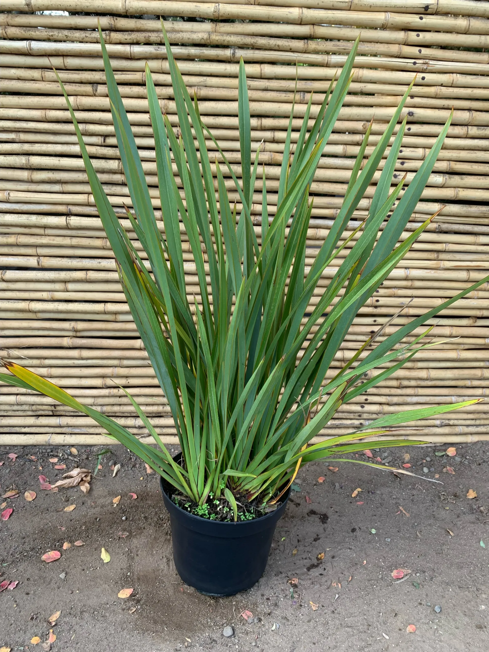 Semillas De Pita Ñocha (phormium Tenax) - Imagen 3
