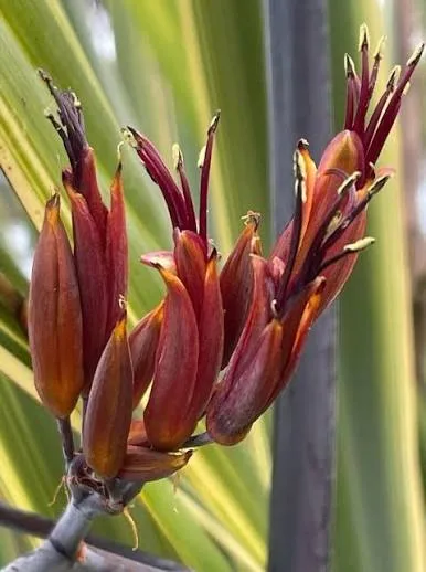 Semillas De Pita Ñocha (phormium Tenax)