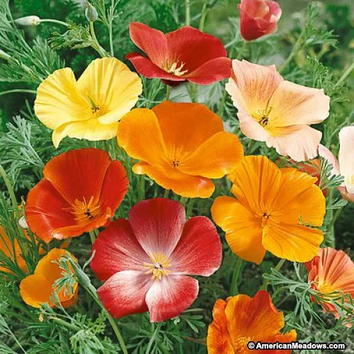 Semillas Dedal De Oro Amapola De California Mix De Colores