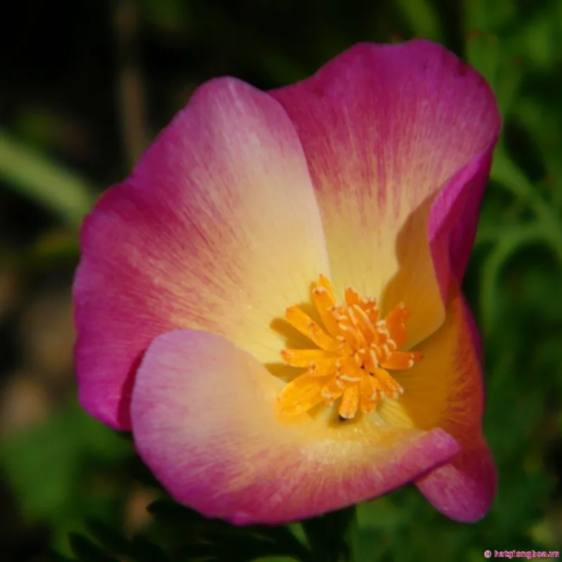 Alternative view of Semillas Dedal De Oro Amapola De California Mix De Colores