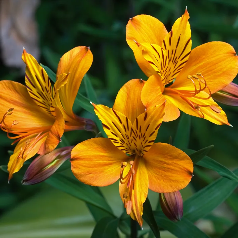 Semillas Flor Alstroemeria Dorada Lirio Del Inca Amancay