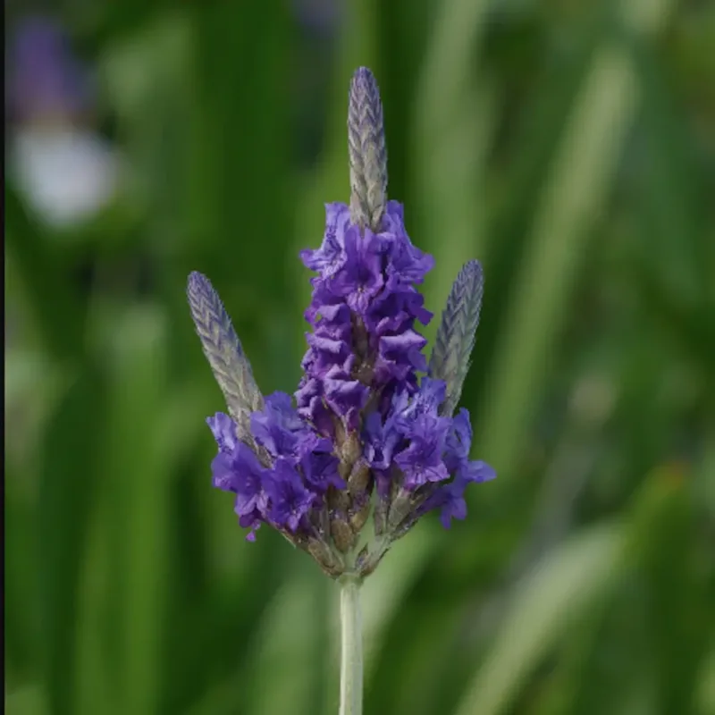 Semillas Flor Aromatica Lavanda Hoja De Helecho  Multifida