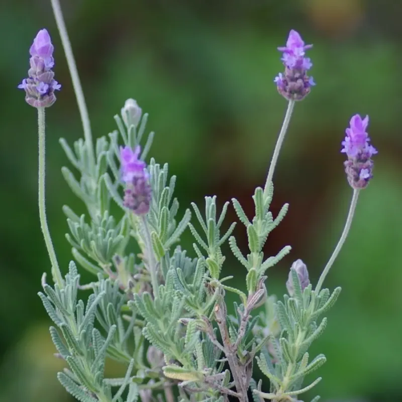 Semillas Flores Lavanda Francesa Lavandula Dentata .