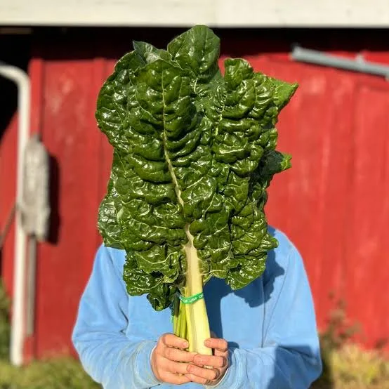 Alternative view of Semillas Hortaliza Acelga Fordhook Gigante