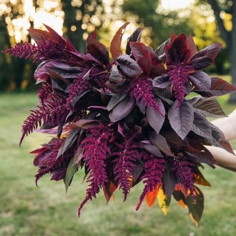 Semillas Hortaliza Amaranto Rojo Variedad Red Spike