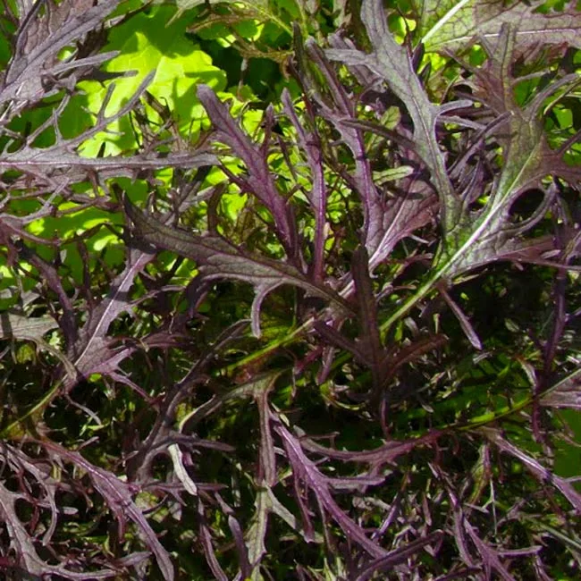 Alternative view of Semillas Hortaliza Mizuna Roja