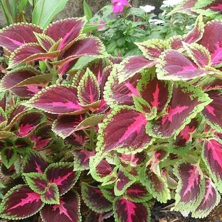 Alternative view of Semillas Ornamental Coleus Blumei Mix Colores + Manual